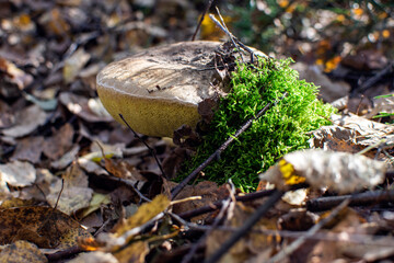 mushrooms in the forest