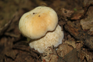 A young mushroom (porcini mushroom) piercing through the dry foliage of trees, shot close-up on a clear sunny day.