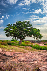 Fototapeta premium tree isolated with amazing blue sky background from different angles