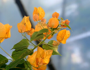 Bugenvilla pomarańczowa, kwiat pochodzący z Brazylii, z zielonymi liśćmi na szaroniebieskim tle © Agnieszka