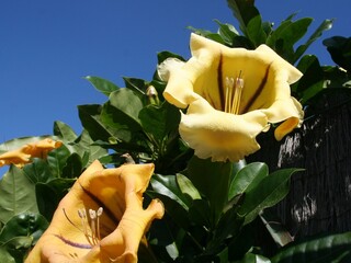 wielkie żółte kwiaty Solandra maxima wielkości dłoni, o zawiniętych grubych, skórzastych płatkach z brązowymi żyłkami i widocznymi pręcikami, tropikalne pnącze pochodzące z Meksyku
