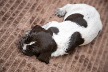 German Drathaar breed puppy. Beautiful dog.