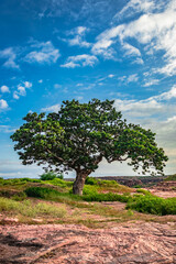 Fototapeta premium tree isolated with amazing blue sky background from different angles
