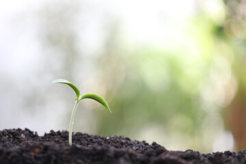growing healthy green plant with dark brown soil
