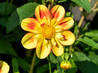 Closeup of a beautiful yellow and orange Dahlia flower and bud with a visiting hoverfly
