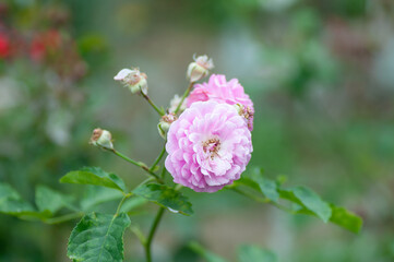Tender Pink Rose flowers on stem on green background in the garden. Botanical photography for illustration of Rose