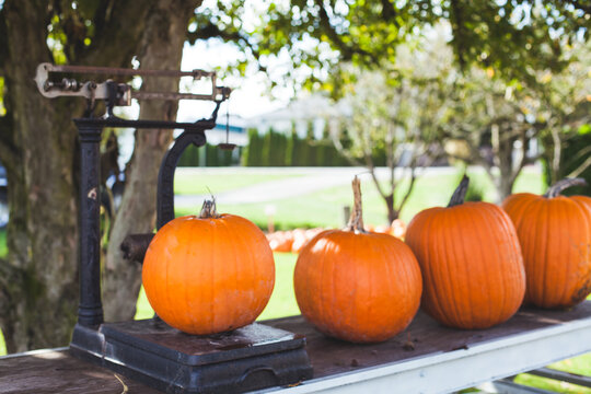 Weighing pumpkins.