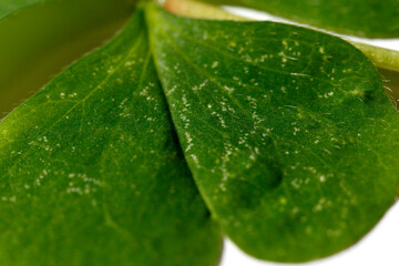 Hoja