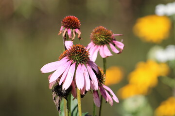 Purple Coneflower close up