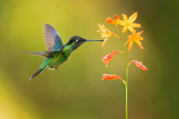 Fototapeta premium Talamanca hummingbird or admirable hummingbird (Eugenes spectabilis) is a large hummingbird.The talamanca hummingbird's range is Costa Rica to Panama