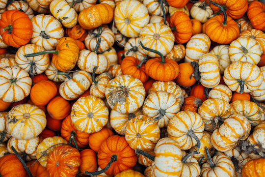 Little pumpkins