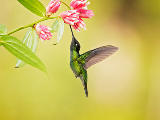 Talamanca hummingbird or admirable hummingbird (Eugenes spectabilis) is a large hummingbird.The talamanca hummingbird's range is Costa Rica to Panama