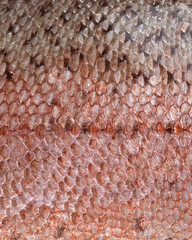 Fish scale texture close-up. Copy space.