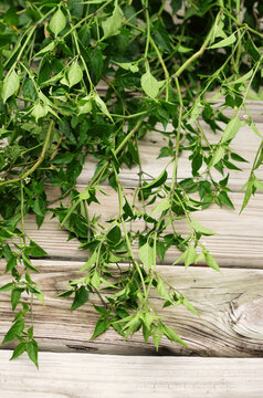 fresh cut weeds
