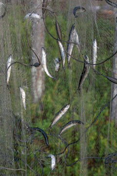 vendace
