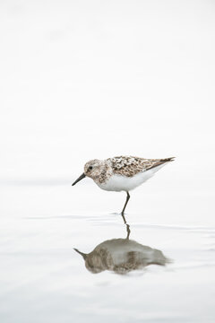 One legged black turnstone