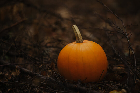 Pumpkin Surrounded by Dead Leaves and Branches