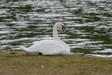 Swan by lake