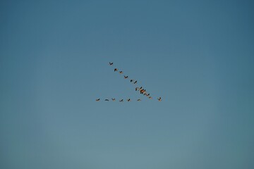 group of flying brant in blue sky