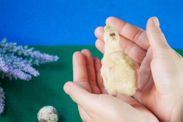 tiny quail chicks that just hatched from an egg