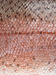 Fish scale texture close-up. Copy space. © Людмила Селянинова