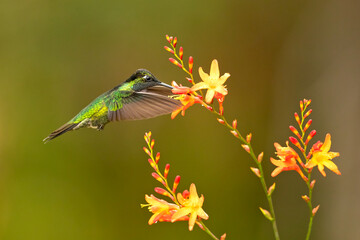 Talamanca hummingbird or admirable hummingbird (Eugenes spectabilis) is a large hummingbird.The talamanca hummingbird's range is Costa Rica to Panama