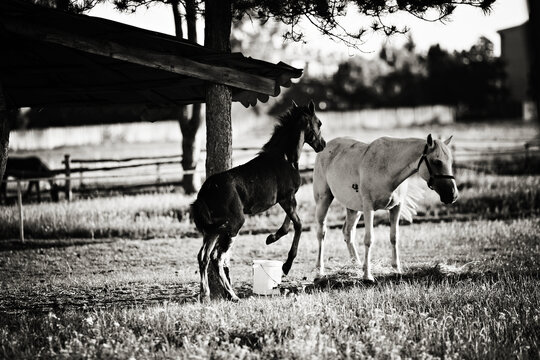 two horses jumping and playing