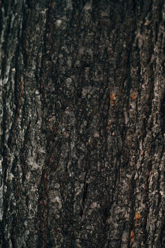 Bark pattern background