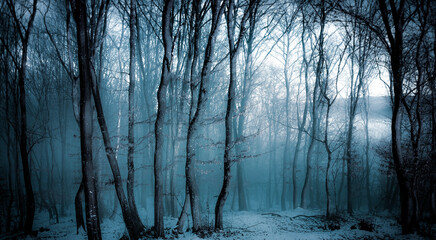 Naklejka premium dark misty forest panorama fantasy halloween landscape