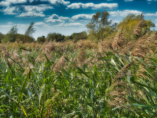  GRASSLAND NEAR THE BANKS OF WATERWAYS IN NORTHAMPTONSHIRE 