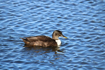 black and white duck in the water