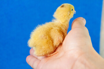 tiny quail chicks that just hatched from an egg