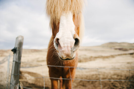Wild and free Icelandic horses