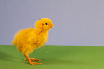 tiny quail chicks that just hatched from an egg