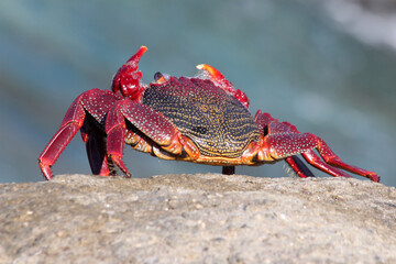 rote_Klippenkrabbe