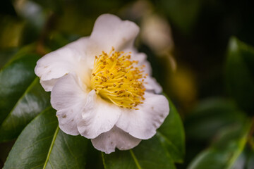 Camellia Sasanqua White