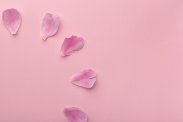 Delicate pink petals on pink background. Flower frame. Copy space
