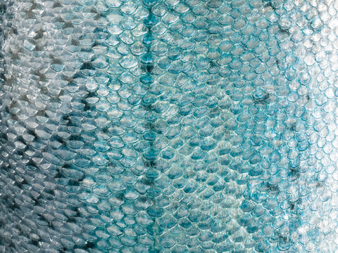 Fish Scale Texture Images – Browse 135,894 Stock Photos, Vectors, and ...