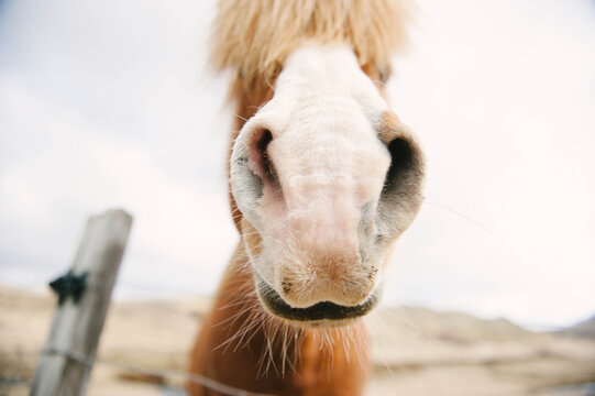 Wild and free Icelandic horses
