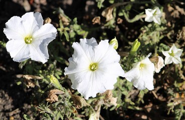 Close up of White Geraniums