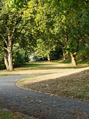 Weg Park Natur Baum Licht Schatten