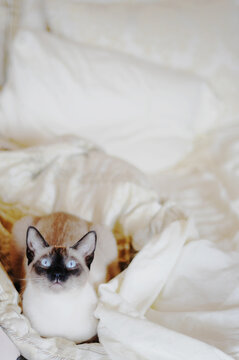 Siamese cat laying in bed looking up