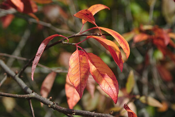bright red leaves on an autumn branch 