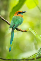 The broad-billed motmot (Electron platyrhynchum) is a species of bird in the family Momotidae. It is found throughout Central America