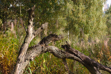 broken tree trunk in a forest clearing 