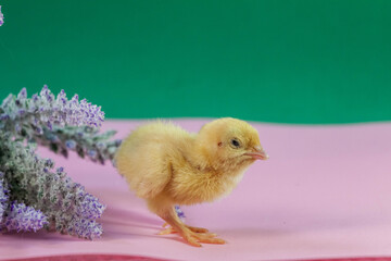 tiny quail chicks that just hatched from an egg