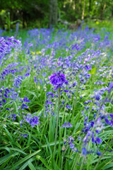 ブルーベルズ　英国　紫の花　bluebells