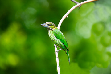 Green - eared Barbet