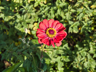 ZINNER FLOWERHEAD HRD IMAGES