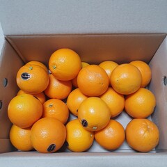 oranges in a box
